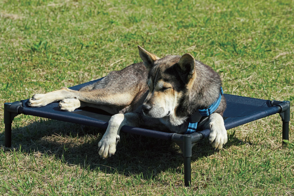 2025年・ペット特集】愛犬家のJeepオーナー必見！ペットと行くドライブ 